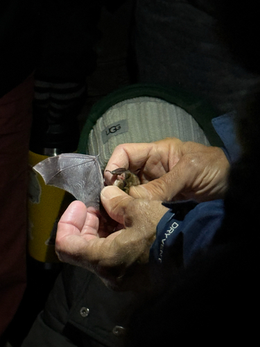 iNaturalist observation photo of Mouse-eared Bats