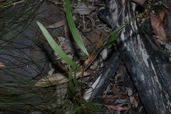 Acacia macradenia, photograph (c) Greg Tasney, some rights reserved (CC BY-SA)