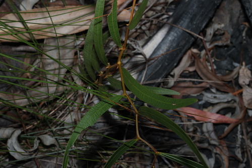 Acacia macradenia, photograph 1