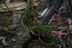 Acacia macradenia, photograph (c) Greg Tasney, some rights reserved (CC BY-SA)