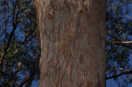 Eucalyptus planchoniana, photograph 1