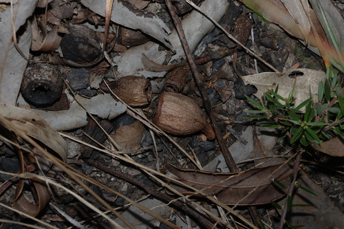 Eucalyptus planchoniana