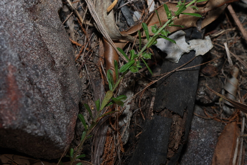 Phyllanthus hirtellus
