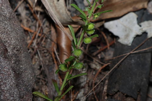 Phyllanthus hirtellus, photograph 2