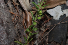 Phyllanthus hirtellus, photograph (c) Greg Tasney, some rights reserved (CC BY-SA)