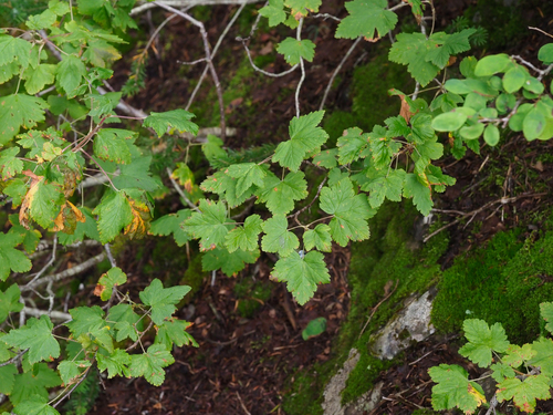 Ribes acerifolium, 2026-08-28