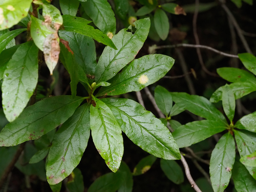 Exobasidium burtii, 2026-08-28