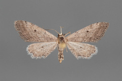 Euacidalia quakerata