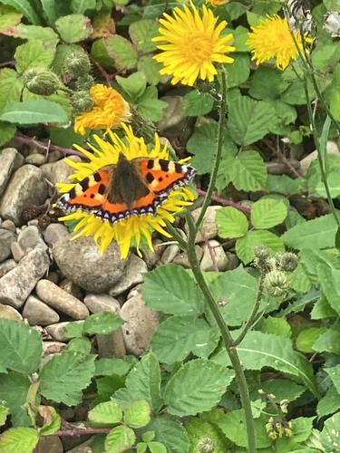Small Tortoiseshell
