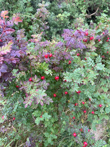 Burnet Rose