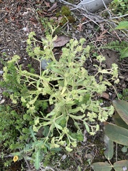 Valerianella carinata