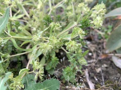Valerianella carinata
