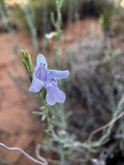 (c) Parker James Lloyd, some rights reserved (CC BY) Poliomintha incana, photograph (c) Parker James Lloyd, some rights reserved (CC BY)