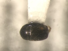 Brassicogethes simplipes