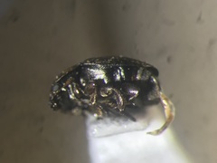 Brassicogethes simplipes