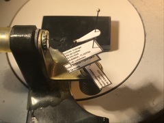 Brassicogethes simplipes