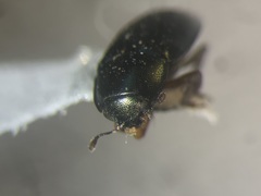 Brassicogethes viridescens