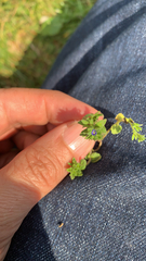 Veronica arvensis