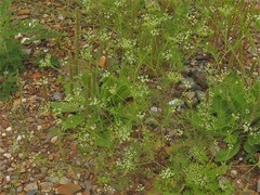 Spermolepis echinata