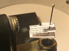 Brassicogethes viridescens