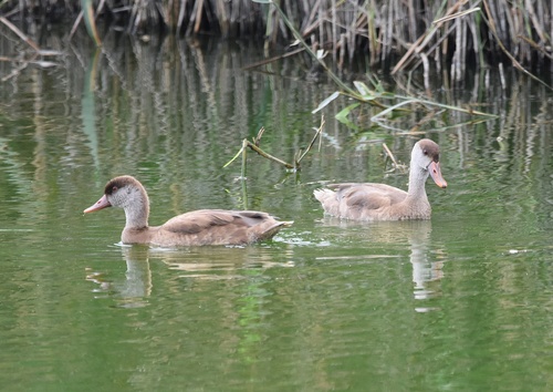 iNaturalist image