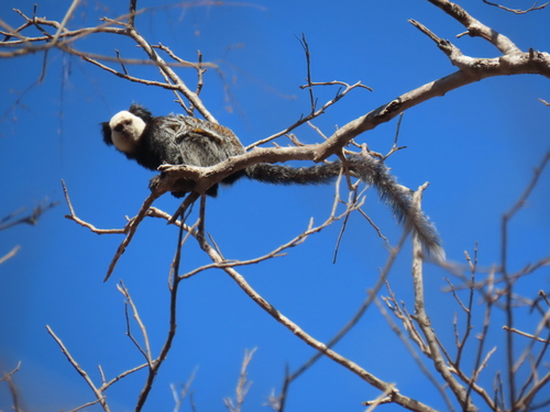 Geoffroy’s Tufted-ear Marmoset