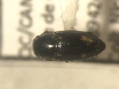 Glischrochilus siepmanni