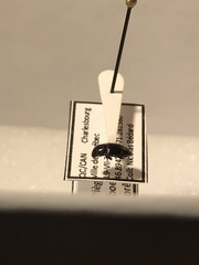 Glischrochilus siepmanni