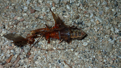 Pacificanthia consors