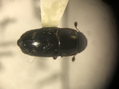 Glischrochilus siepmanni