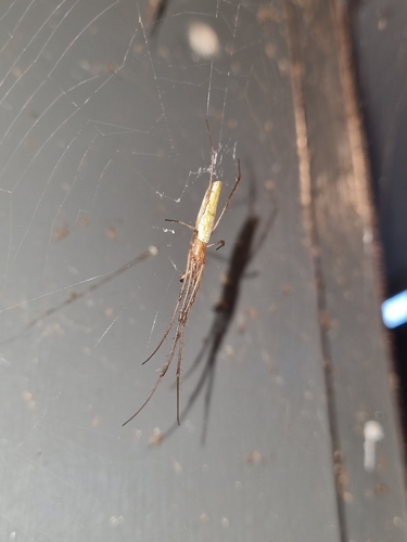 Tetragnatha nitens