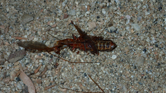 Pacificanthia consors