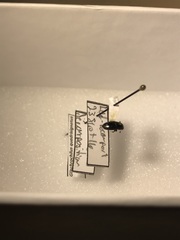 Glischrochilus siepmanni