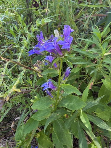 great blue lobelia