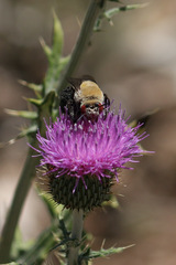 Centris caesalpiniae