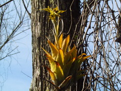 Catopsis hahnii