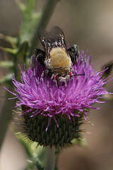 Centris caesalpiniae