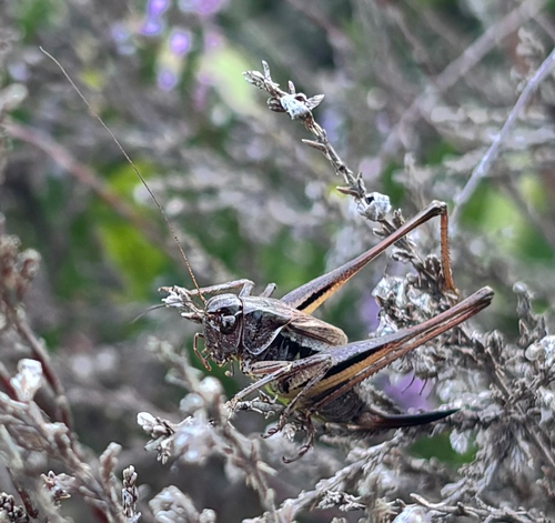 Bog Bush-cricket