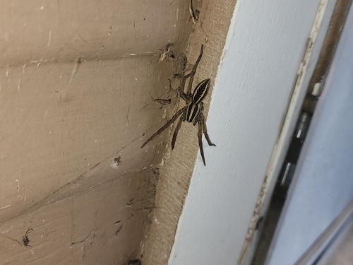 Rabid Wolf Spider