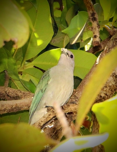 Sayaca Tanager