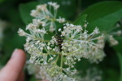 Typocerus