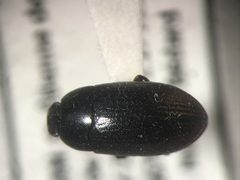 Alphitobius diaperinus