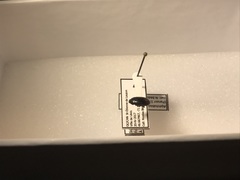 Alphitobius diaperinus