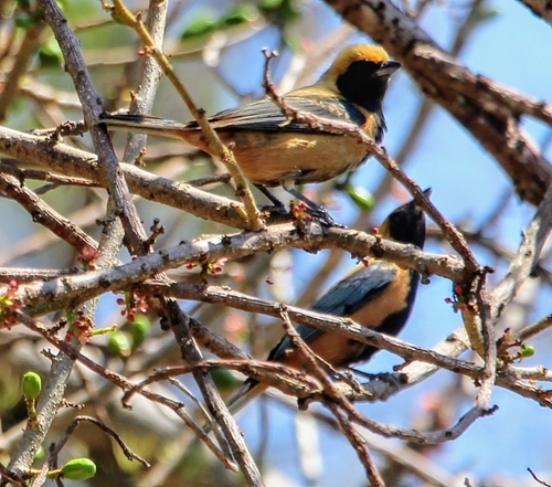 Burnished-buff Tanager