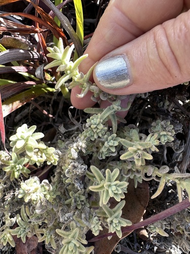 Castilleja foliolosa, photograph 1
