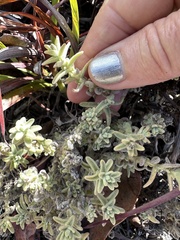 Castilleja foliolosa