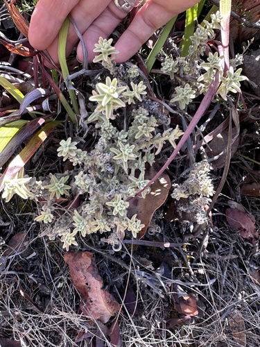 Castilleja foliolosa, photograph 2