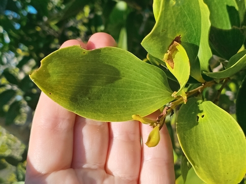 Acacia simplex observed 2026-09-06
