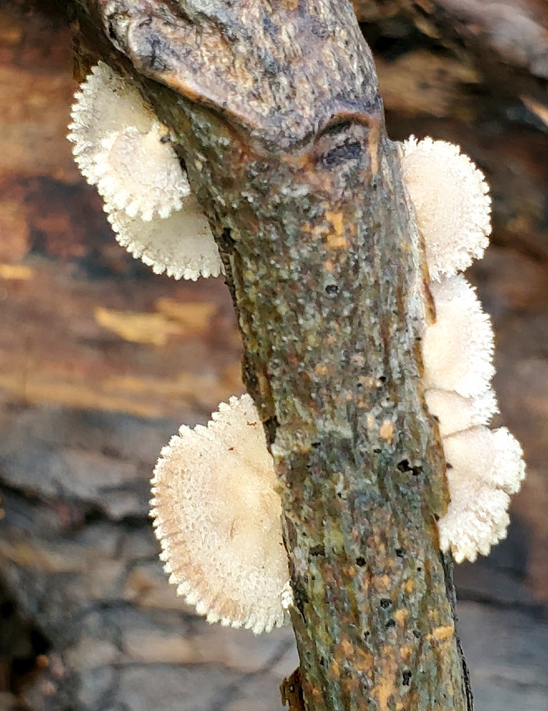 splitgill mushroom · September 2026 · photo: Photo: (c) earl woolsey, some rights reserved (CC BY) · iNaturalist