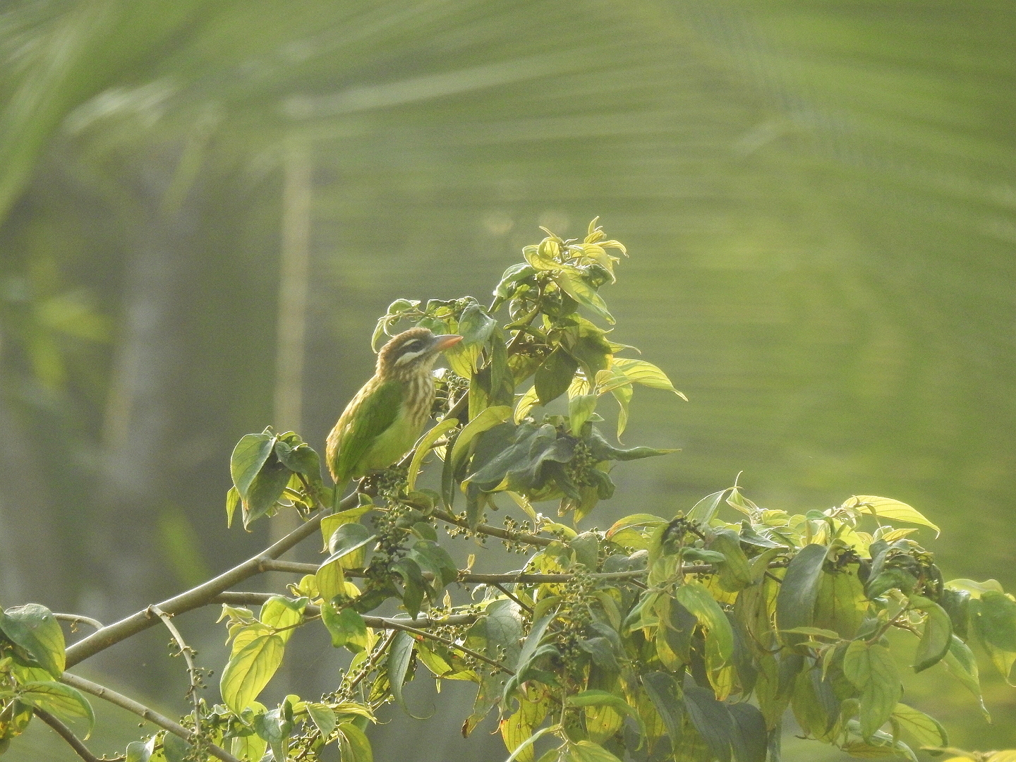 White-cheeked Barbet